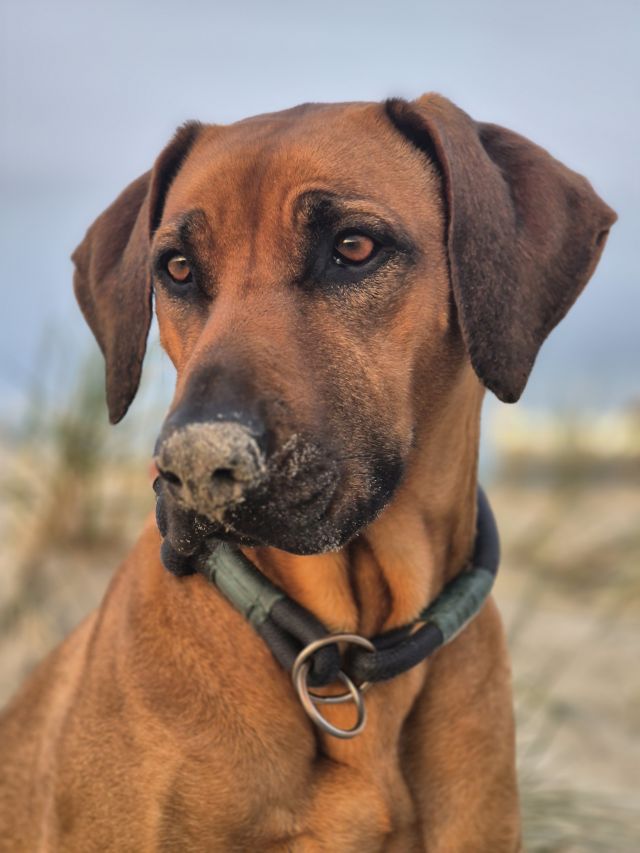 Alexa Fischer, Immobilienmaklerin in Rösrath-Hoffnungsthal