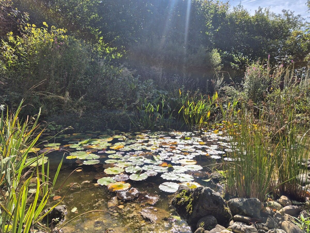 Vielfalt am Teich...